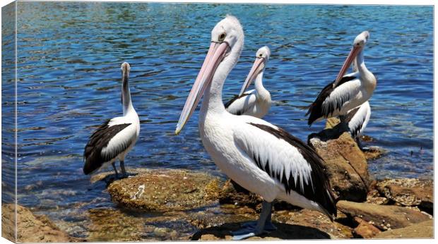 Australian Pelicans Canvas Print by Martin Smith