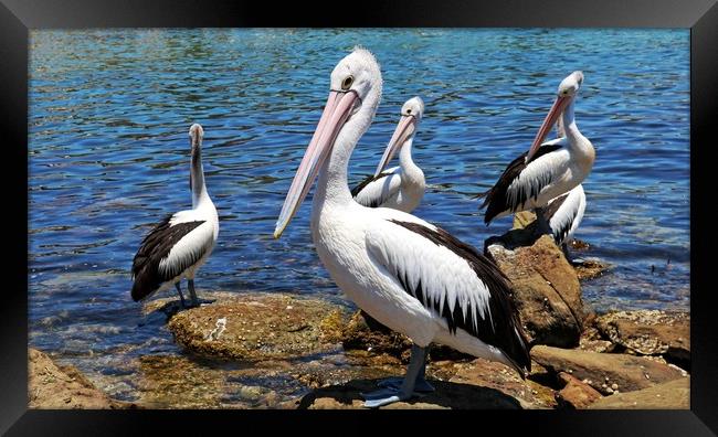 Australian Pelicans Framed Print by Martin Smith