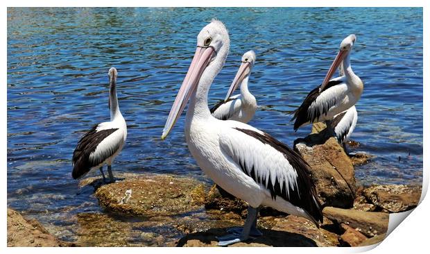 Australian Pelicans Print by Martin Smith
