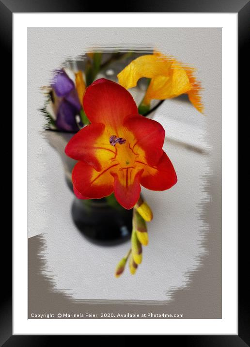 The red freesia Framed Mounted Print by Marinela Feier