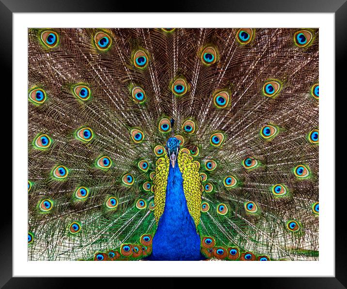 Indian Peacock, Pavo cristatus, displaying its col Framed Mounted Print by George Robertson
