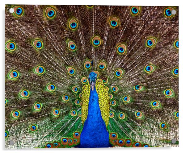 Indian Peacock, Pavo cristatus, displaying its col Acrylic by George Robertson