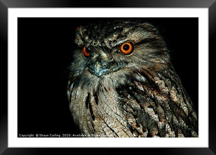 Australian Tawny Frogmouth Framed Mounted Print by Shaun Carling