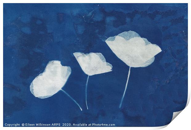Poppies  Print by Eileen Wilkinson ARPS EFIAP