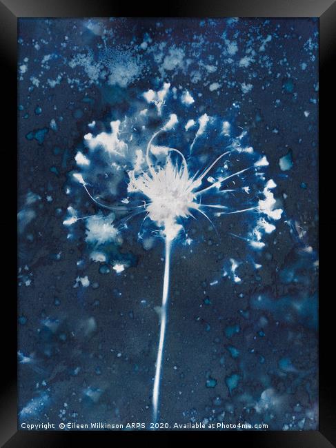 Blue Seedhead Framed Print by Eileen Wilkinson ARPS EFIAP