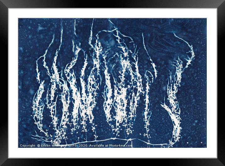 Blue seaweed Framed Mounted Print by Eileen Wilkinson ARPS EFIAP