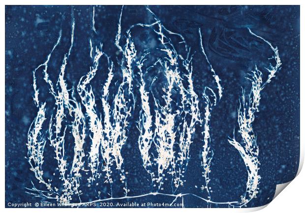 Blue seaweed Print by Eileen Wilkinson ARPS EFIAP