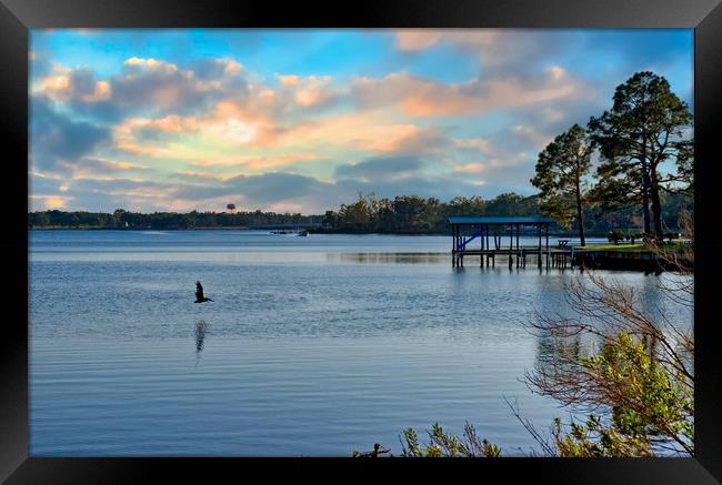 Lone Pelican at Dawn Framed Print by Darryl Brooks