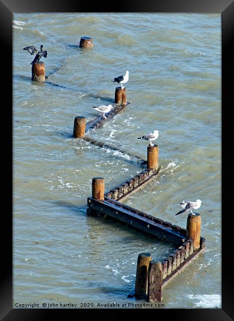 Four Gulls ...and a Cormorant! Framed Print by john hartley