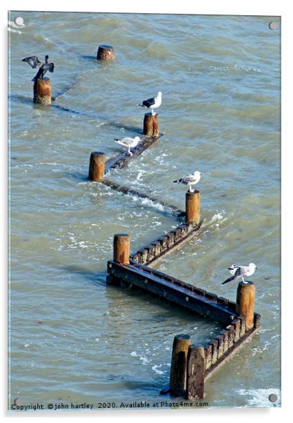 Four Gulls ...and a Cormorant! Acrylic by john hartley