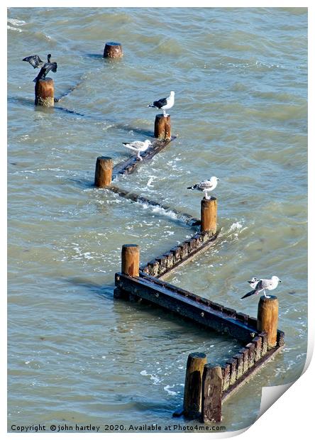 Four Gulls ...and a Cormorant! Print by john hartley