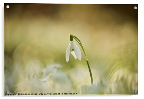 sunlit snowdrop Acrylic by Simon Johnson