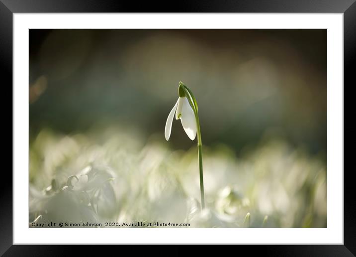 Cotswold snowdrop  Framed Mounted Print by Simon Johnson