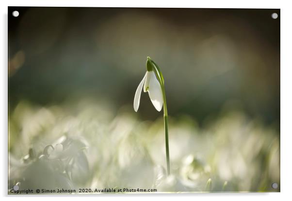 Cotswold snowdrop  Acrylic by Simon Johnson