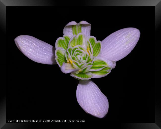 Single Snowdrop flower Framed Print by Steve Hughes