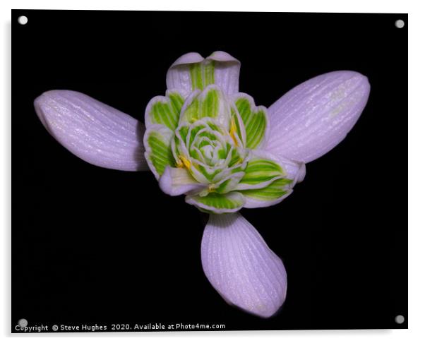 Single Snowdrop flower Acrylic by Steve Hughes