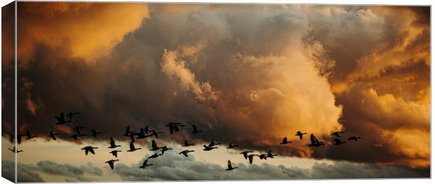 Flying geese Canvas Print by Lisa Plumb