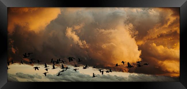 Flying geese Framed Print by Lisa Plumb