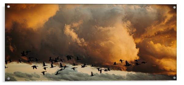 Flying geese Acrylic by Lisa Plumb