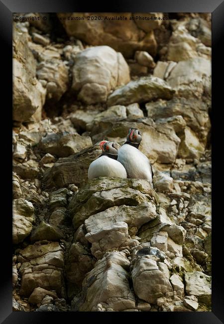 ADULT PUFFINS Framed Print by andrew saxton