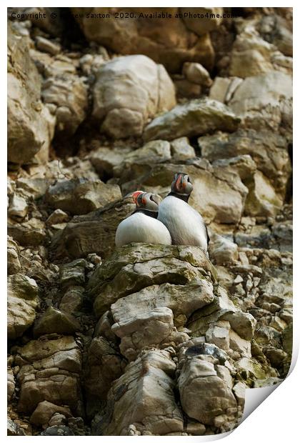 ADULT PUFFINS Print by andrew saxton