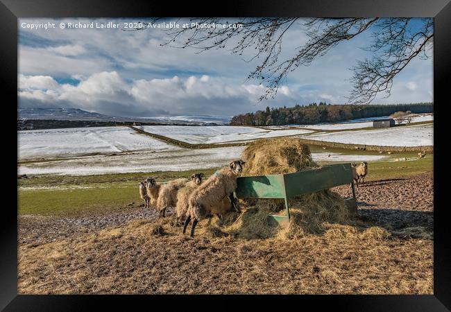 What - You Again? Framed Print by Richard Laidler