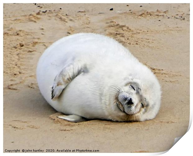 Fluffy , sleepy Baby Seal Print by john hartley