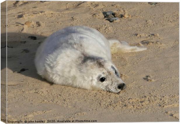 Cuddly Me! - Baby Seal on Horsey Beach Norfolk Canvas Print by john hartley