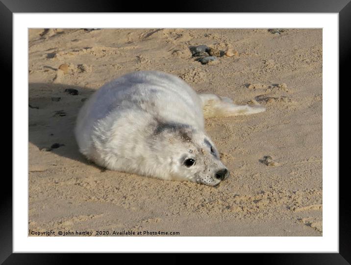 Cuddly Me! - Baby Seal on Horsey Beach Norfolk Framed Mounted Print by john hartley
