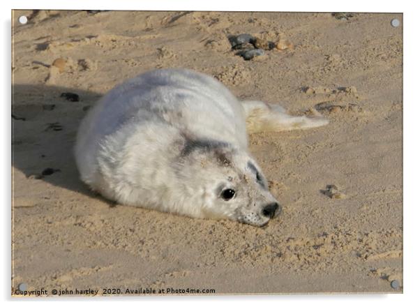 Cuddly Me! - Baby Seal on Horsey Beach Norfolk Acrylic by john hartley