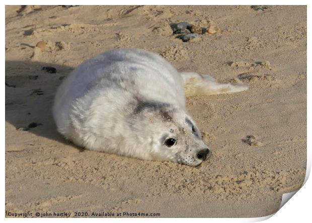Cuddly Me! - Baby Seal on Horsey Beach Norfolk Print by john hartley