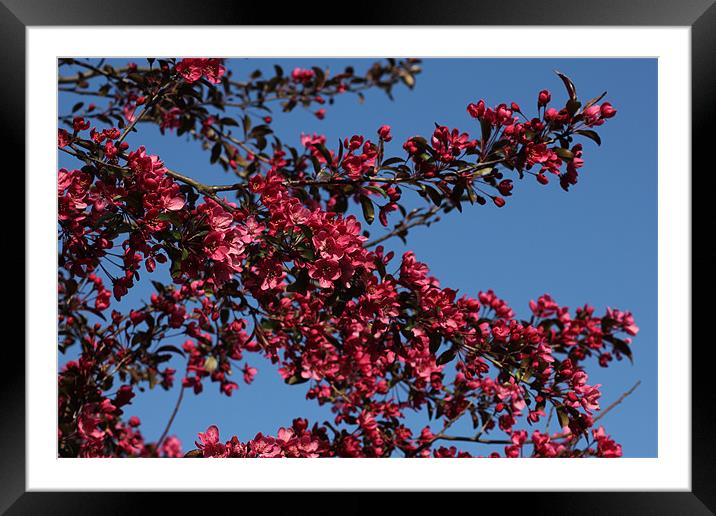 Pink Blossom Framed Mounted Print by kelly Draper