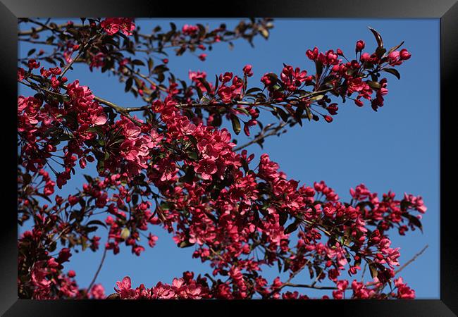 Pink Blossom Framed Print by kelly Draper