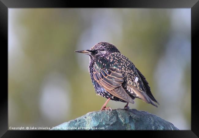 The Starling Framed Print by Jake Uniacke