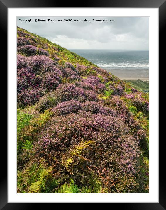Heather at Rhossili hills, Worms Head, Gower, UK Framed Mounted Print by Bernd Tschakert