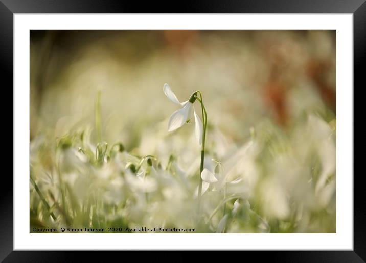 isolated snowdrop Framed Mounted Print by Simon Johnson