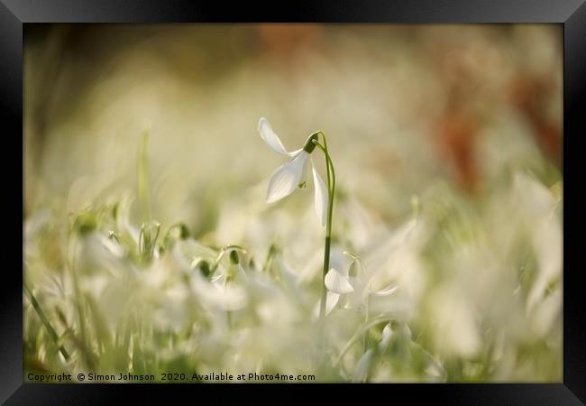isolated snowdrop Framed Print by Simon Johnson