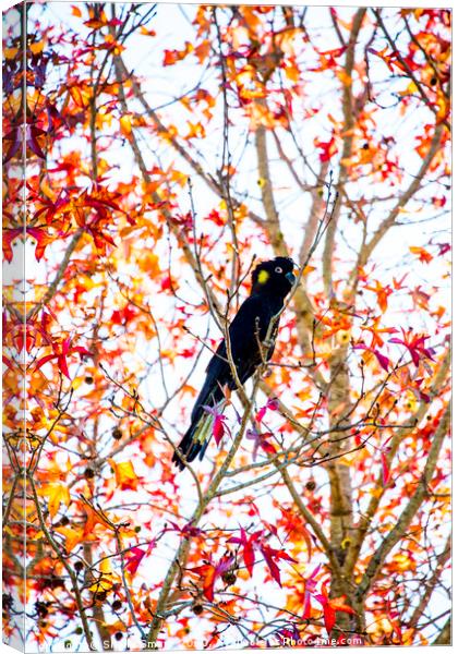 Yellowtailed black cockatoo in liquidambar Canvas Print by Sheila Smart