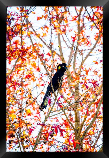 Yellowtailed black cockatoo in liquidambar Framed Print by Sheila Smart