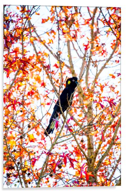 Yellowtailed black cockatoo in liquidambar Acrylic by Sheila Smart