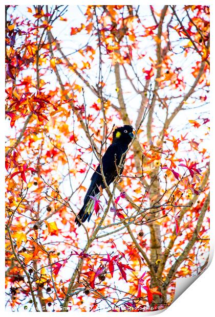 Yellowtailed black cockatoo in liquidambar Print by Sheila Smart