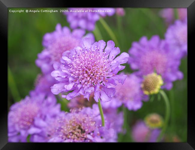 Scabious Flowers Framed Print by Angela Cottingham
