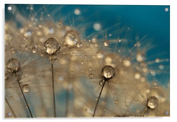 Crazy Dandelion Sparkles II Acrylic by Sharon Johnstone