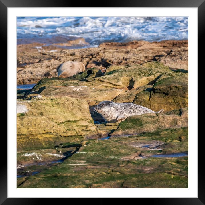 Grey seal pup from Northumberland Framed Mounted Print by Marcia Reay