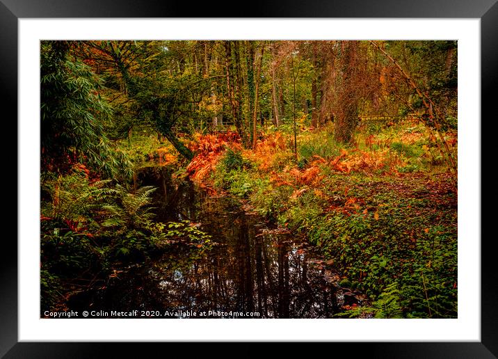 Woodland Stream in Autumn Framed Mounted Print by Colin Metcalf