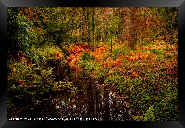 Woodland Stream in Autumn Framed Print by Colin Metcalf