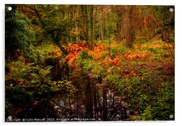 Woodland Stream in Autumn Acrylic by Colin Metcalf
