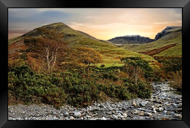 "Autumn foliage at the Scafell range" Framed Print by ROS RIDLEY