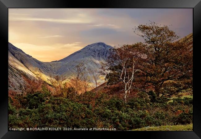 "Trees at Great Gable"2 Framed Print by ROS RIDLEY
