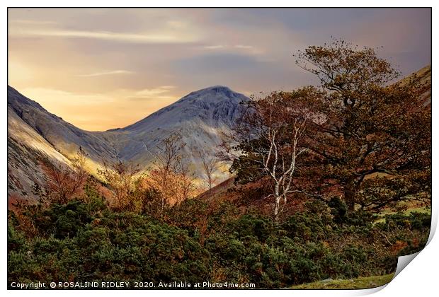 "Trees at Great Gable"2 Print by ROS RIDLEY